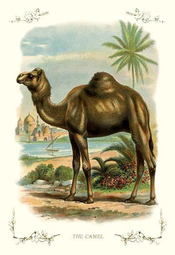 Camel in the Mid-East Vintage Art Print by Buyenlarge