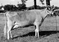 Side Profile of a Jersey Cow in a Field Fine Art Print