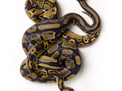 Snake Art