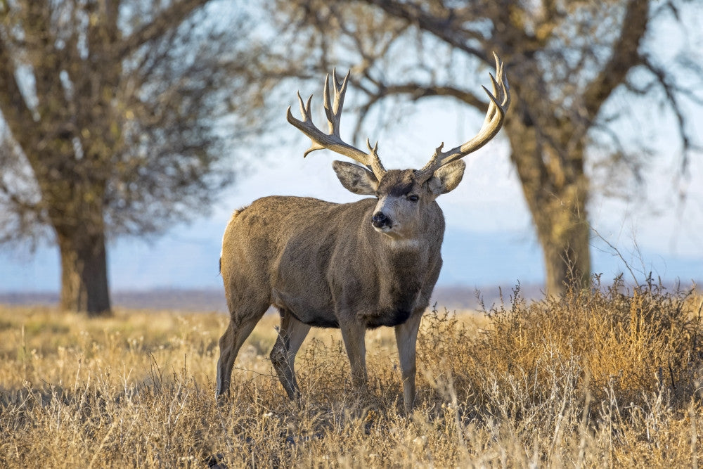 Mule Deer Buck at Sunset Fine Art Print by Vic Schendel