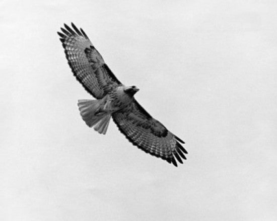 Red-tailed Hawk Flying in the Sky Fine Art Print - Various Sizes
