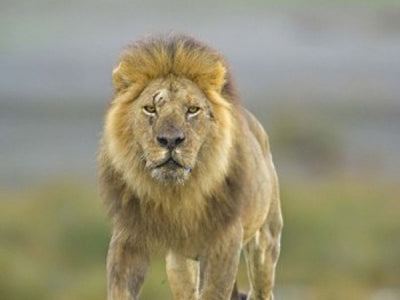 Lion Art