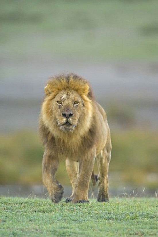 Portrait of a Lion Walking in Ngorongoro Conservation Area Photo Print by Panoramic Images