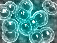 Microscopic View of Chlamydia Fine Art Print - StockTrek Images