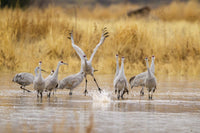 Sandhill Crane Taking Flight Poster Print by Jaynes Gallery