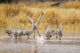 Sandhill Crane Taking Flight Poster Print by Jaynes Gallery