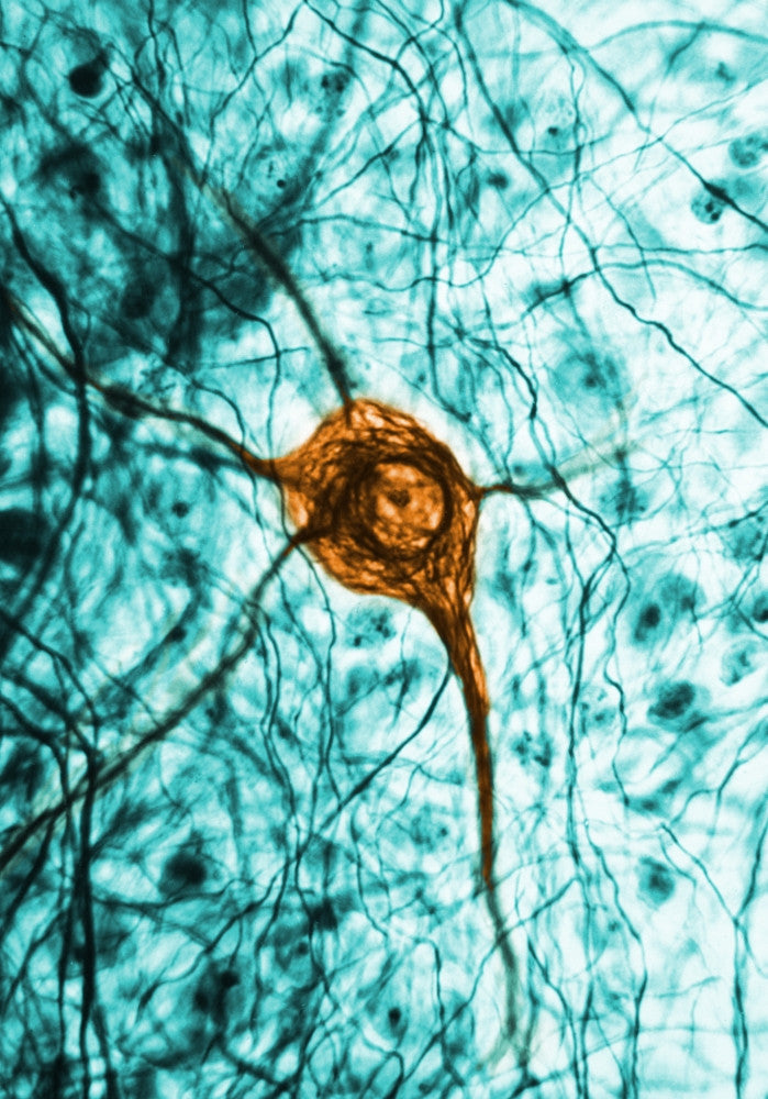 Neuron TEM Fine Art Print - Science Source