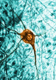 Neuron TEM Fine Art Print - Science Source