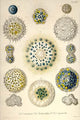 Radiolaria Protozoans Fine Art Print by Ernst Haeckel