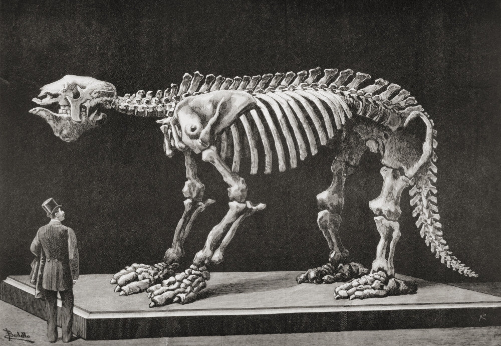Megatherium Skeleton Display in Madrid's Natural Sciences Museum Fine Art Print by Ken Welsh