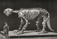 Megatherium Skeleton Display in Madrid's Natural Sciences Museum Fine Art Print by Ken Welsh