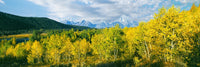 Aspen Trees with Teton Range Fine Art Print - Oxbow Bend, Grand Teton National Park