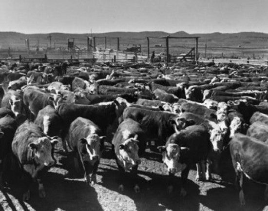 Herd of Cattle in Pen Fine Art Print - Custom Sizes Available