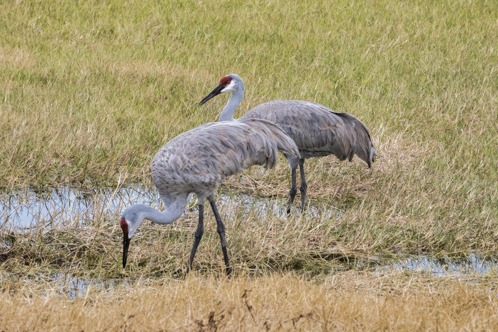 Sandhill Cranes Feeding in the Marsh Fine Art Print by Jim Engelbrecht