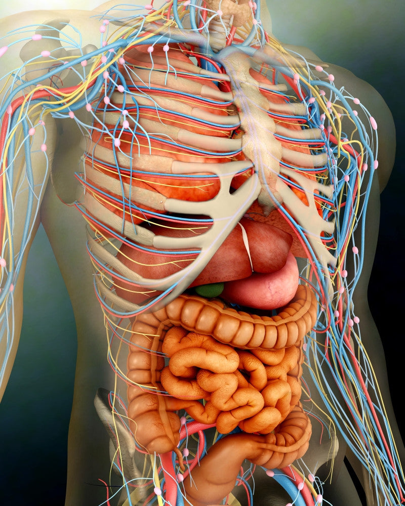 Perspective View of Human Body Poster Print - Whole Organs and Bones
