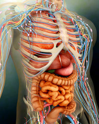Perspective View of Human Body Poster Print - Whole Organs and Bones