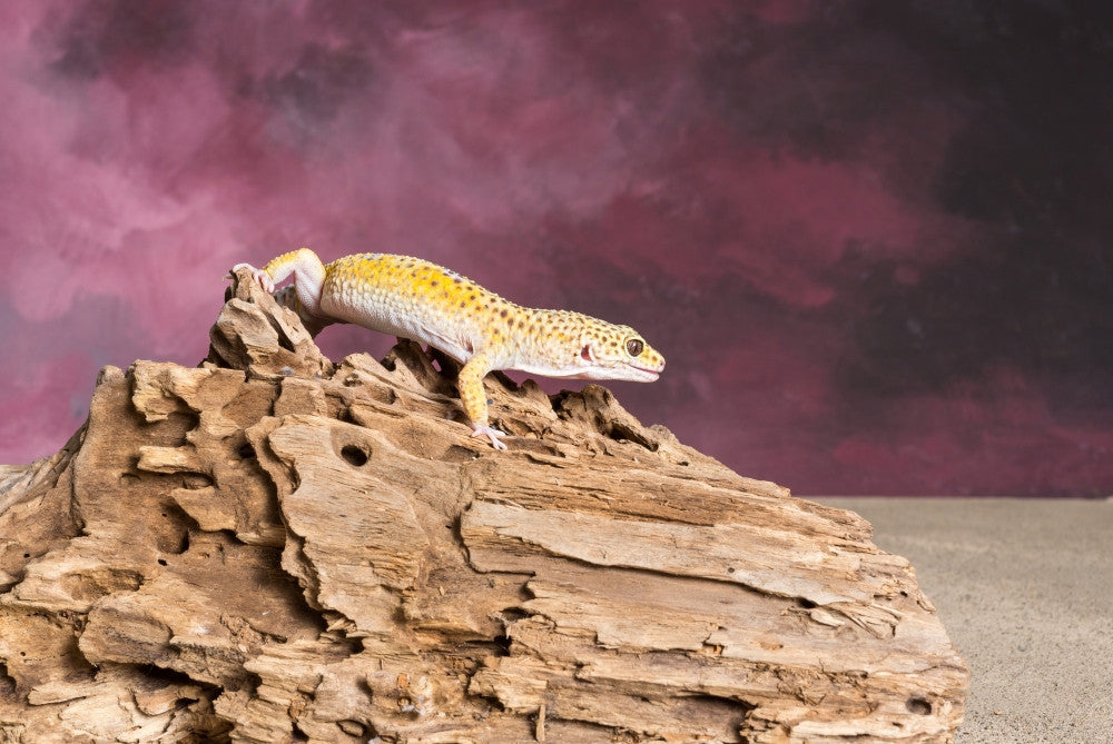 Close-up of Leopard Gecko Fine Art Print by Panoramic Images