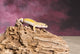 Close-up of Leopard Gecko Fine Art Print by Panoramic Images