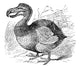 Mauritius Dodo Wood Engraving Fine Art Print - 1879 by Granger Collection