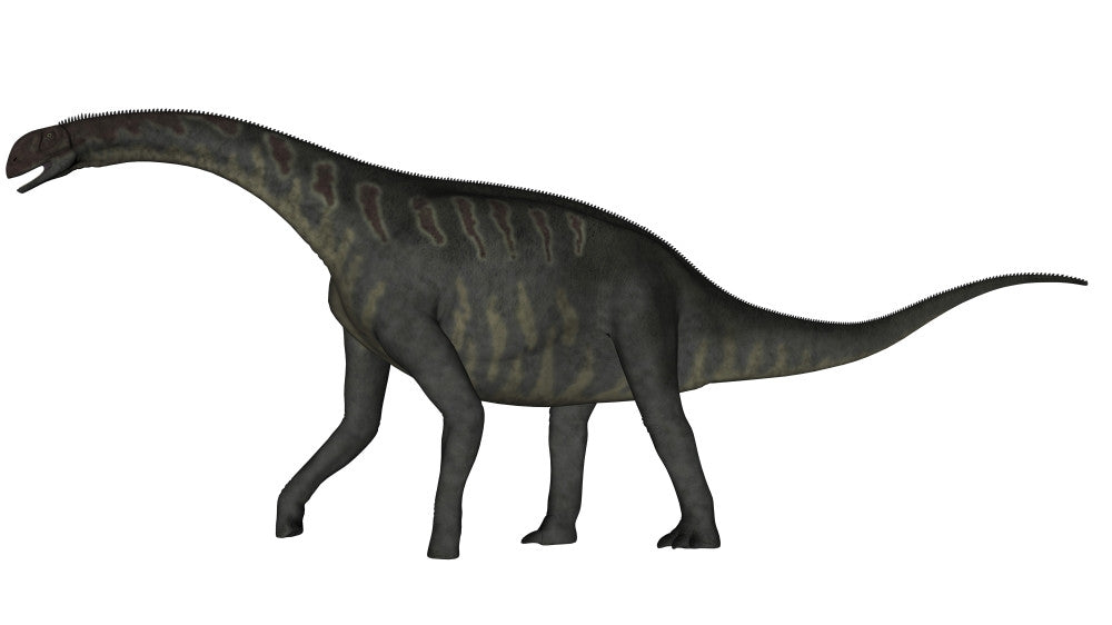 Jobaria Dinosaur Fine Art Print - White Background | Posterazzi