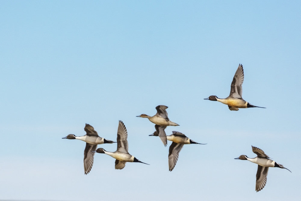 Northern Pintail Ducks in Courtship Flight Fine Art Print by Chuck Haney