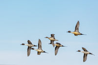 Northern Pintail Ducks in Courtship Flight Fine Art Print by Chuck Haney