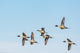 Northern Pintail Ducks in Courtship Flight Fine Art Print by Chuck Haney