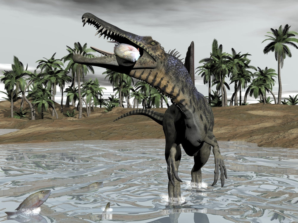 Spinosaurus Dinosaur Feeding in Water Poster Print