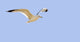 Seagull In Flight Fine Art Print - Various Sizes Available