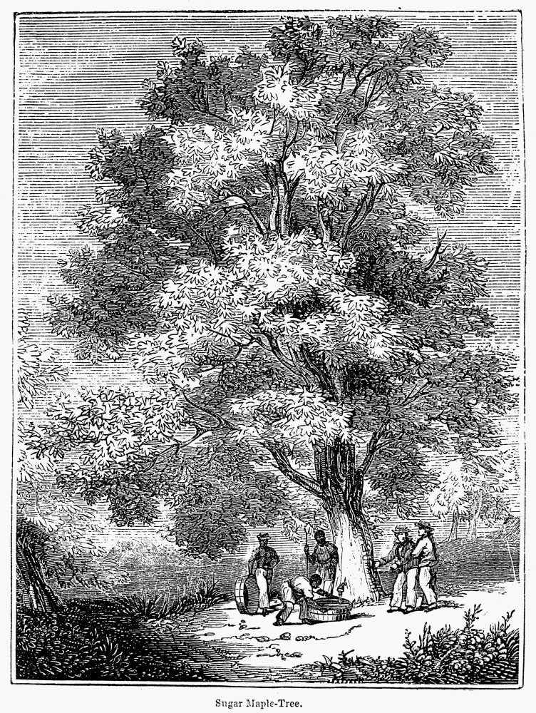 Sugar-Maple Tree 19th Century Wood Engraving Print by Granger Collection
