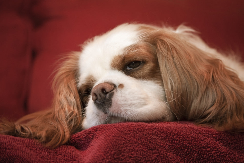 Mandy the Cavalier King Charles Spaniel Fine Art Print by Janet Horton