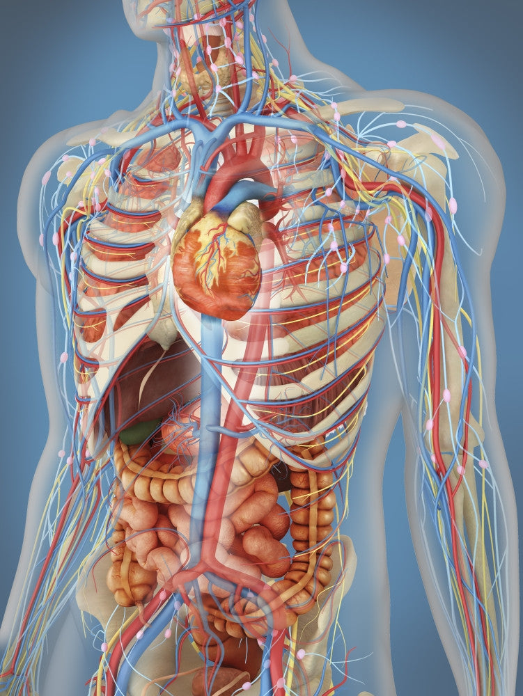 Human Body Anatomy Poster Print - Circulatory System (8x10) by Stocktrek Images