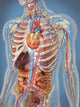Human Body Anatomy Poster Print - Circulatory System (8x10) by Stocktrek Images