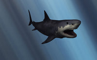 Megalodon Shark Fine Art Print from the Cenozoic Era