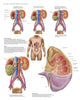 Kidney Cancer Signs and Symptoms Medical Chart Poster Print