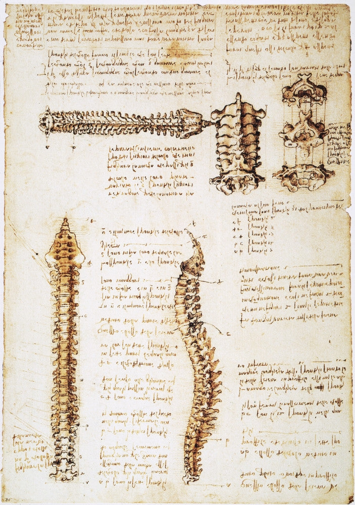 Leonardo Da Vinci Spinal Column Studies Fine Art Print