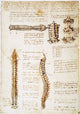 Leonardo Da Vinci Spinal Column Studies Fine Art Print