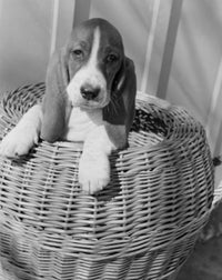 Bassett Hound Puppy Portrait Fine Art Print - Multiple Sizes