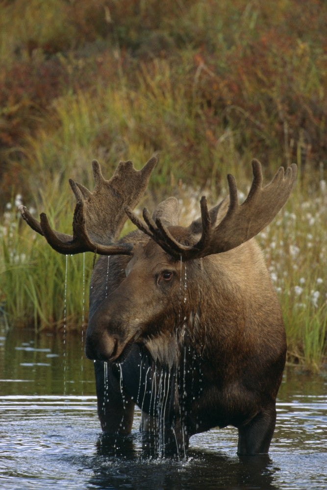 Bull Moose in Pond Fine Art Print - Denali National Park
