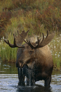 Bull Moose in Pond Fine Art Print - Denali National Park