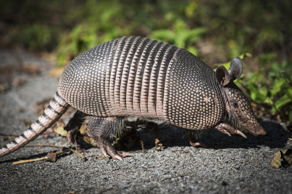 Armadillo Crossing the Trail Fine Art Print by Robert L. Potts