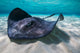 Southern Stingray on the Sandbar Fine Art Print by Jennifer Idol
