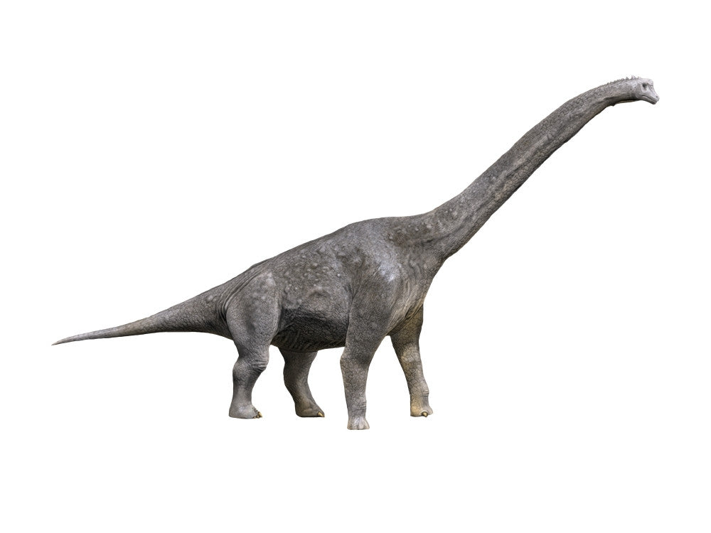 Giraffatitan Dinosaur Fine Art Print on White Background