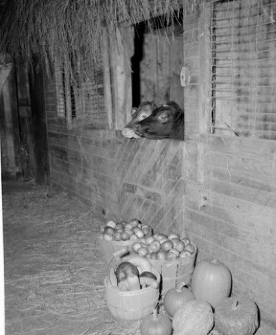 Vegetables and Calves in Barn Fine Art Print - Shelburne, NH