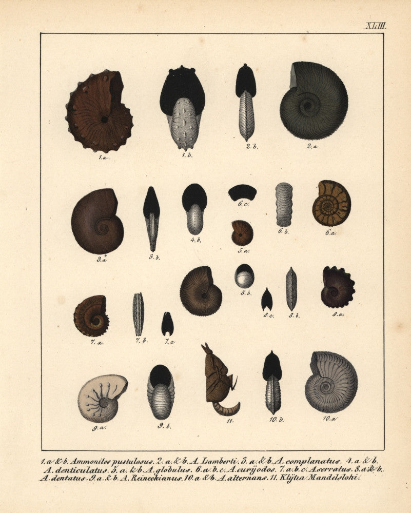 Fossils of Extinct Ammonites Fine Art Print by Florilegius