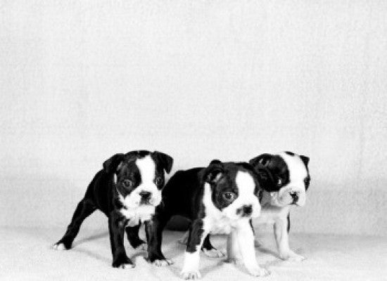 Studio Portrait of Adorable Boston Terrier Puppies Poster Print