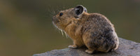 Close-up of Pika on Rock - Yankee Boy Basin Poster Print