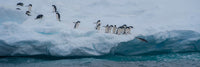 Adelie Penguins on Iceberg Fine Art Print - Antarctica