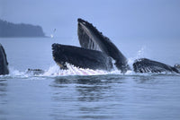 Humpback Whales Lunge Feeding Fine Art Print by Mark Kelley