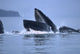 Humpback Whales Lunge Feeding Fine Art Print by Mark Kelley